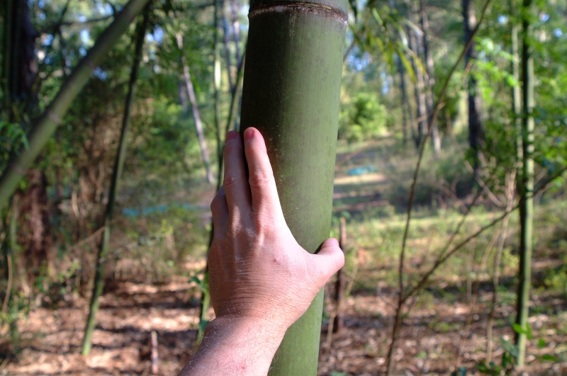 bamboo_001