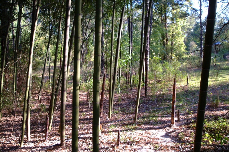 bamboo_002