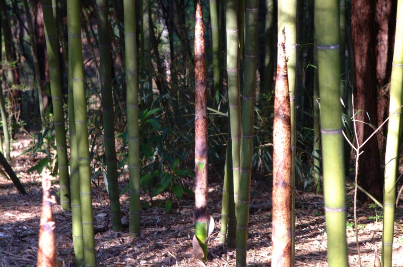 bamboo_003