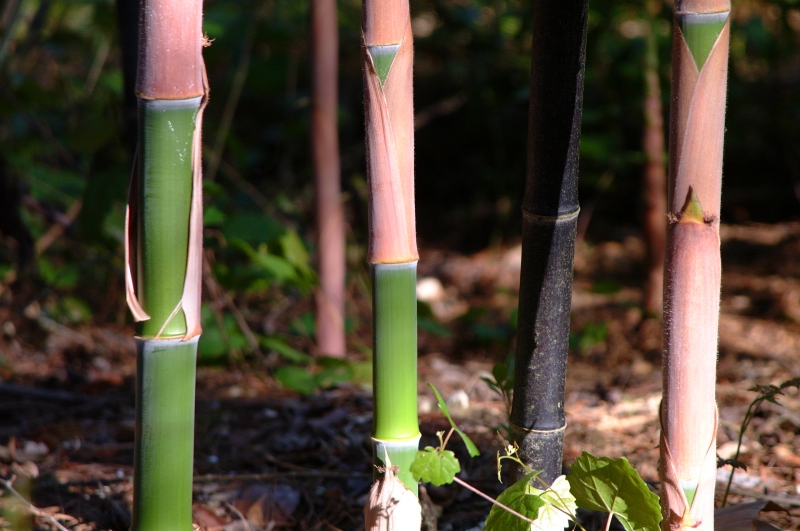 bamboo_black_001