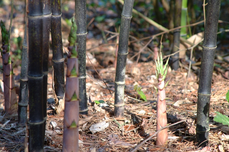bamboo_black_002