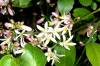 342orange_blossoms001.jpg
