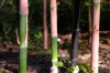 bamboo_black_001.jpg
