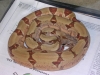 05_pastel_hypo_001.jpg