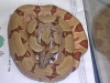 05_pastel_hypo_005.jpg