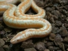 Lichanura_trivirgata_roseofusca_Coastal_Rosy_Boa_Amelanistic_Temecula_male_2.jpg
