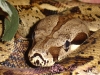 boaconstrictor-4.jpg