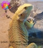 Goliath.jpg