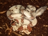 2012-04-19_12-13-05_64.jpg