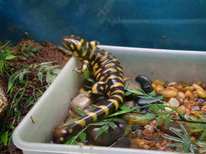 tigersalamanderandtankforsale_5004105 FaunaClassifieds Photo Gallery