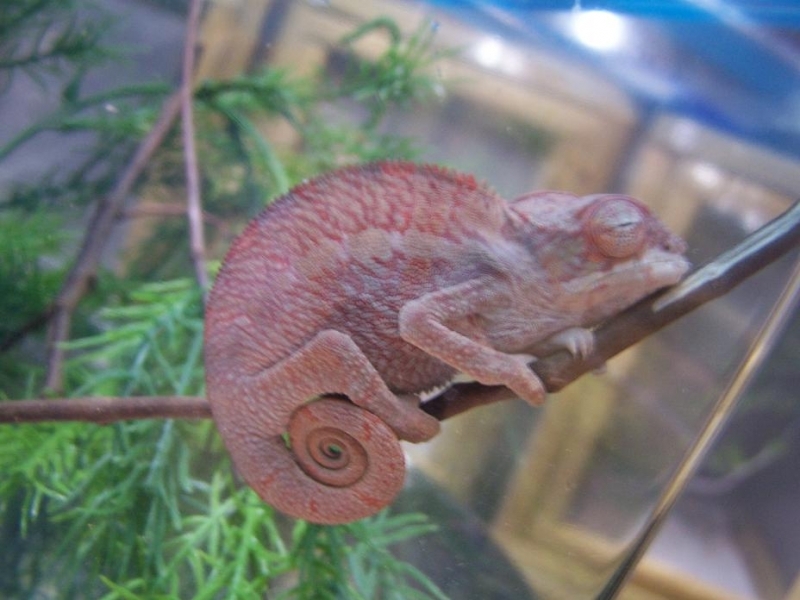 Baby Ankaramy Pink Panther Chameleon - FaunaClassifieds Photo Gallery