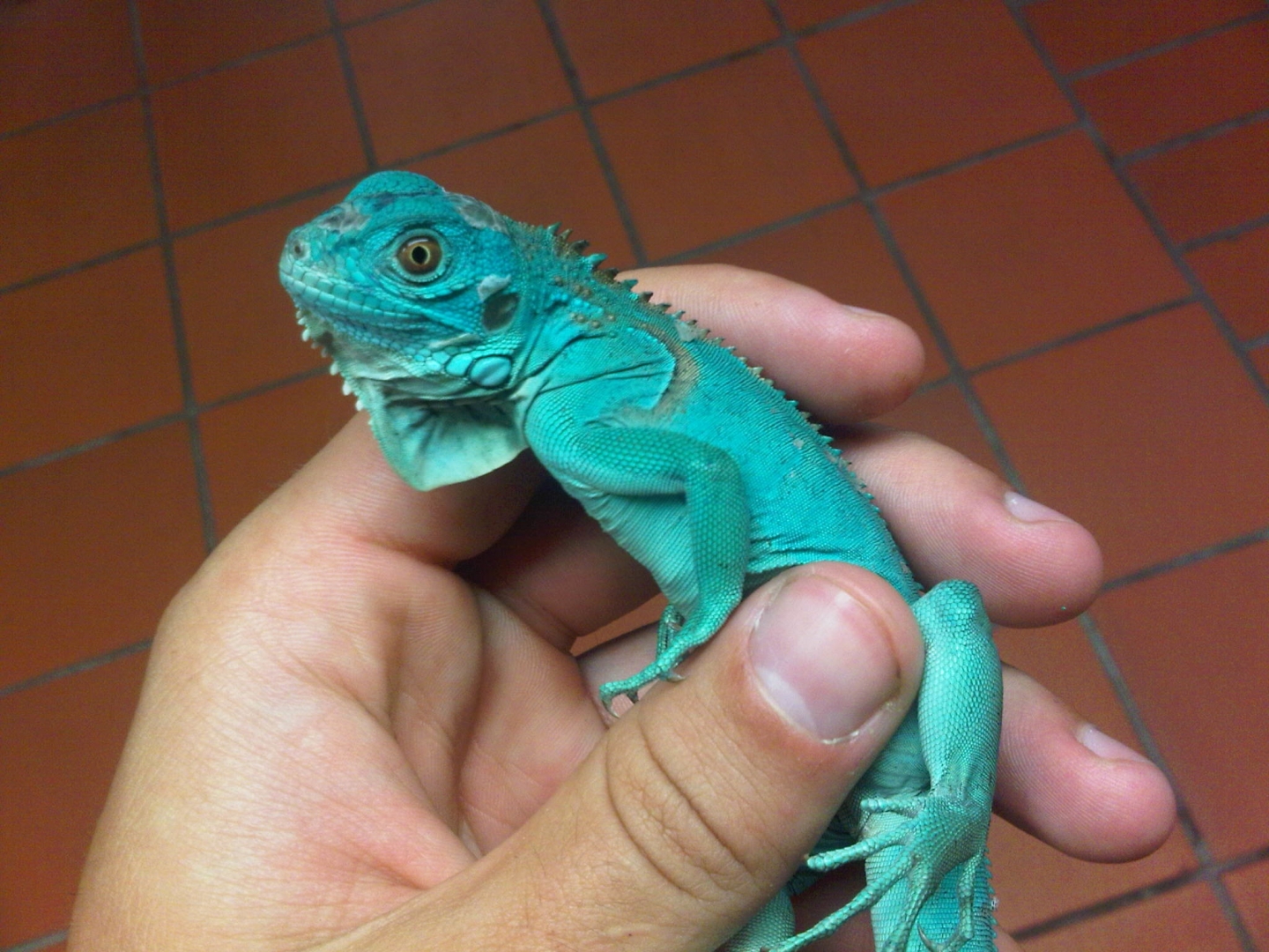 iguana blue