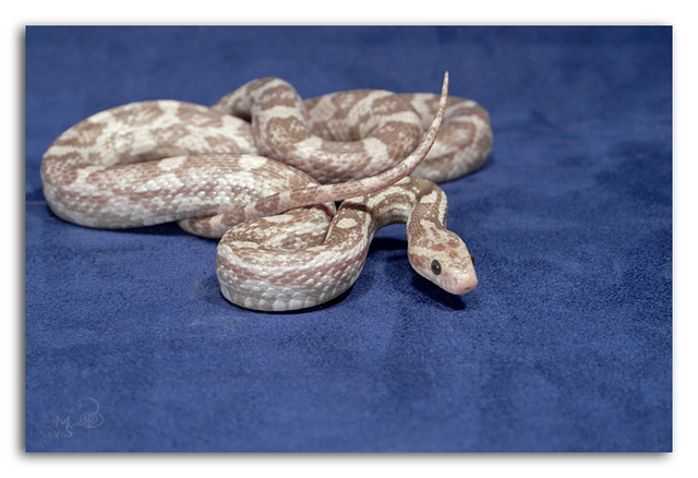 14024lavenderfemale12-31_2.jpg