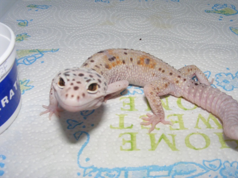 Name:  Geckos 019.jpg
Views: 84
Size:  141.8 KB
