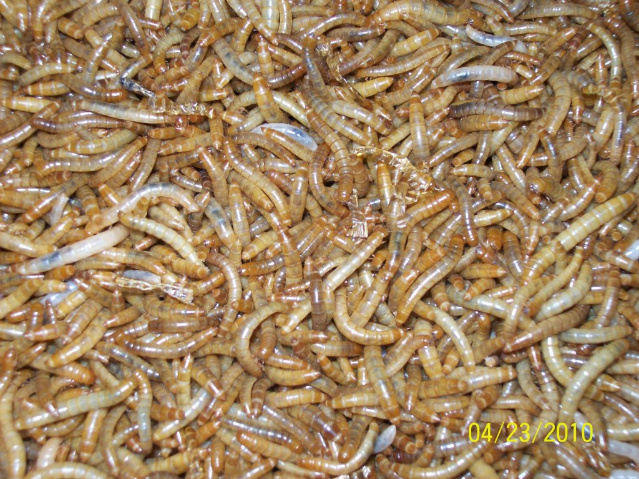 Name:  Mealworms-1-1.jpg
Views: 1016
Size:  238.4 KB