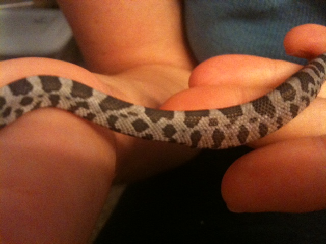 Name:  snake #9.2.jpg
Views: 35
Size:  97.1 KB