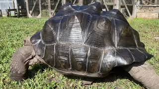 Name:  26.5 inch Pyridmided tortoise.jpg
Views: 285
Size:  14.7 KB