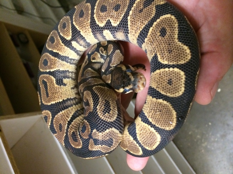 Name:  yellow belly male.jpg
Views: 105
Size:  207.6 KB