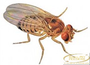 Name:  fruit-fly-cultures.jpg
Views: 422
Size:  17.1 KB