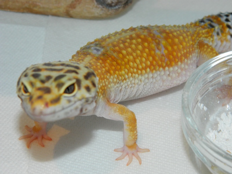 Name:  geckos 007.jpg
Views: 166
Size:  129.2 KB