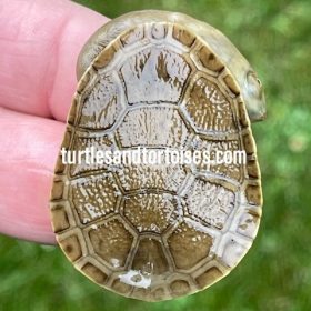 Name:  Kimberley Long Neck Turtle (Chelodina walloyarrina) CB 2021 1.jpeg
Views: 467
Size:  21.9 KB