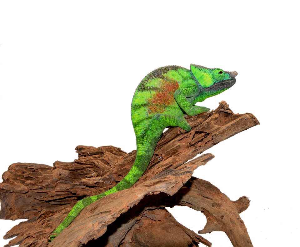 Name:  Male #2 Calumma Parsoni Cristifer - Canvas Chameleons (4) (Small).jpg
Views: 677
Size:  210.1 KB