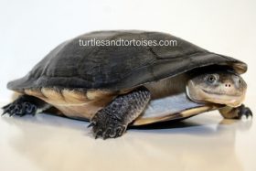Name:  Gibba Toad Head Turtle (Mesoclemmys gibbus) LTC 1.jpg
Views: 213
Size:  9.4 KB