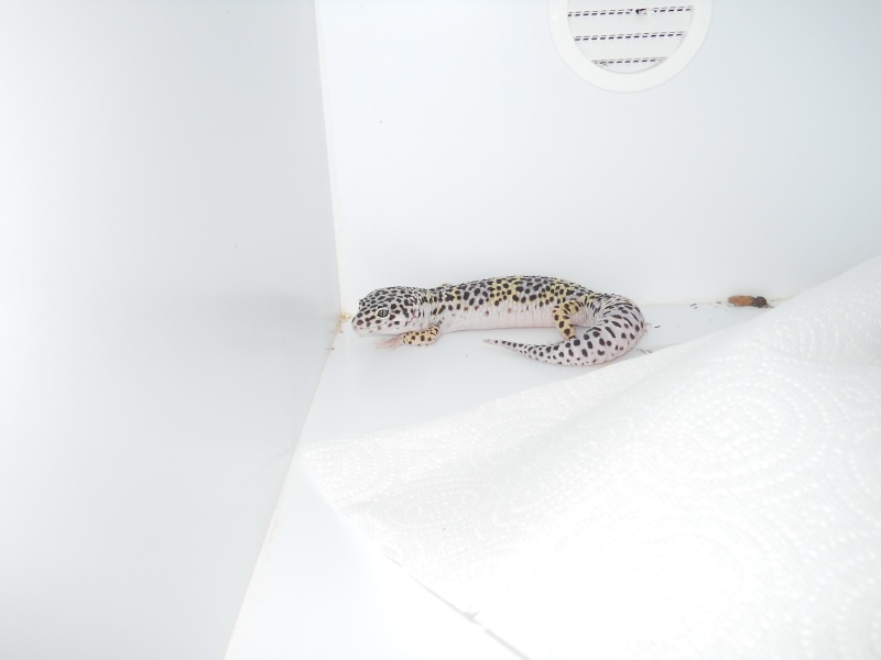 Name:  Geckos 035.jpg
Views: 142
Size:  56.3 KB