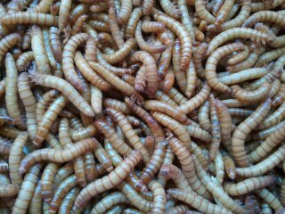 Name:  mealworms.jpg
Views: 880
Size:  29.3 KB