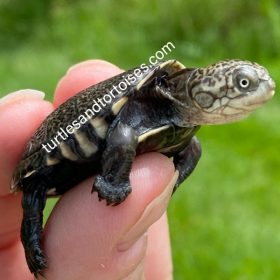 Name:  West African Sideneck Turtles (Pelusios castaneus) CB 2021 1.jpeg
Views: 336
Size:  15.6 KB