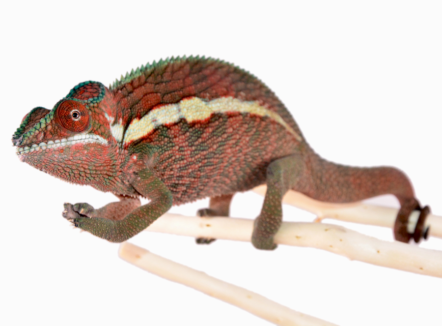 Name:  Ankaramy Male - Red - Canvas Chameleons (1) Small.jpg
Views: 256
Size:  292.0 KB