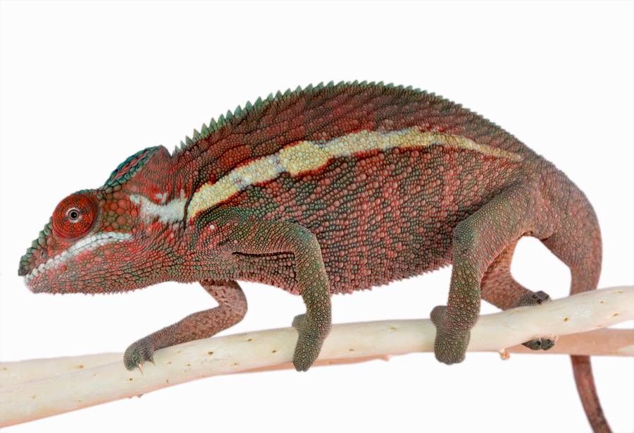 Name:  Ankaramy Male - Red - Canvas Chameleons (3) Small.jpg
Views: 237
Size:  413.2 KB
