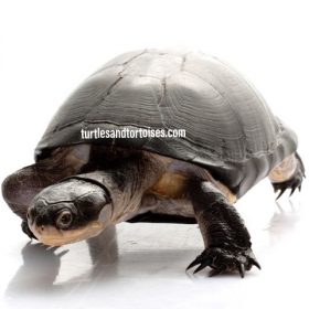 Name:  Black Bellied Mud Turtles (Pelusios chapini) LTC Adults.jpeg
Views: 260
Size:  13.2 KB