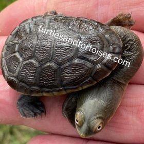 Name:  Darwin-SnakeneckLong-neck-Turtles-Macrochelodina-kurrichalpongo-CB-2021-1-280x280.jpg
Views: 157
Size:  20.9 KB