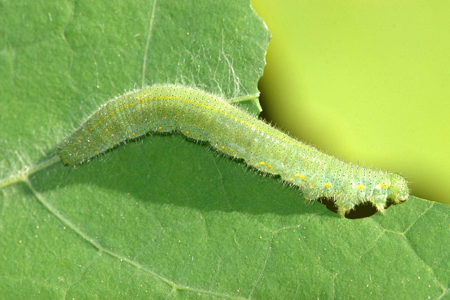 Name:  Pieris.rapae.caterpillar.jpg
Views: 56
Size:  116.5 KB