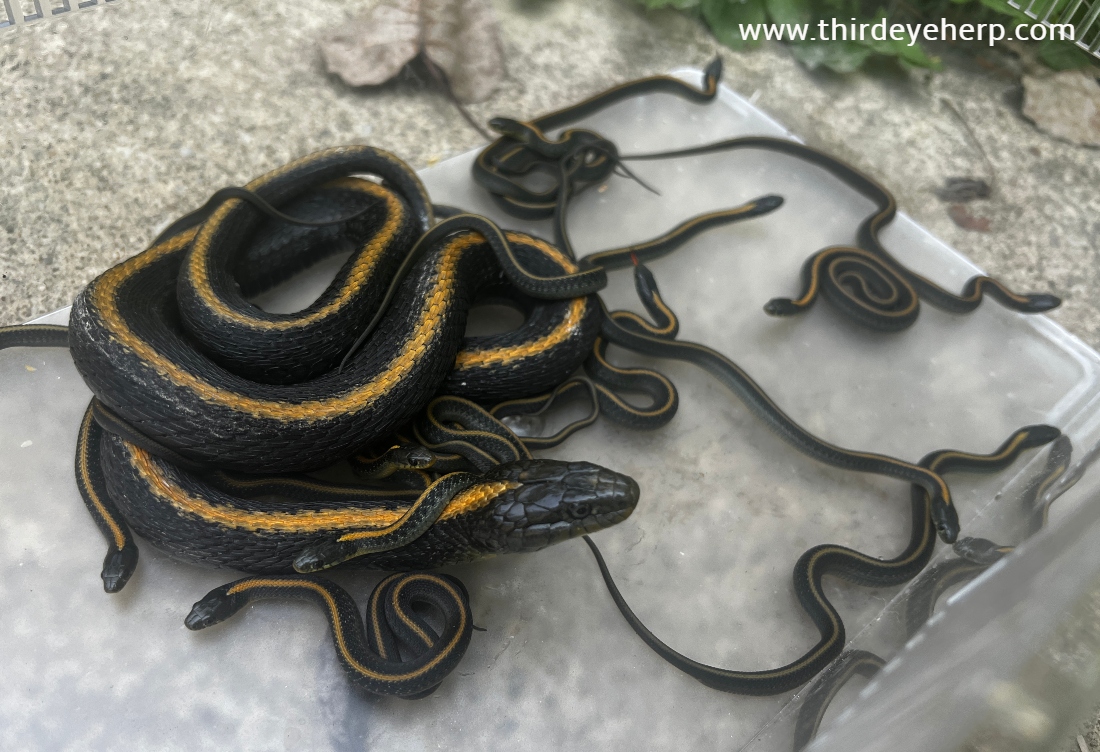 01 Santa Cruz Garter Snakes_7672.jpg