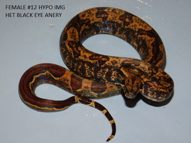 #12 Female Hypo IMG het BEA (1).JPG