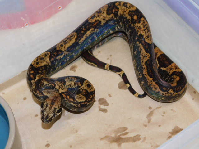 #12 Female Hypo IMG het Black Eye Anery (1).JPG