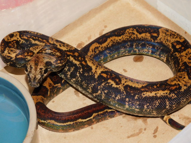 #12 Female Hypo IMG het Black Eye Anery (2).JPG