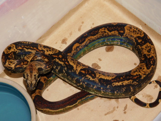 #12 Female Hypo IMG het Black Eye Anery (3).JPG