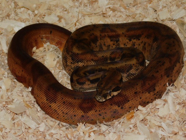 #13 Male Hypo het RDR BEA (2).JPG
