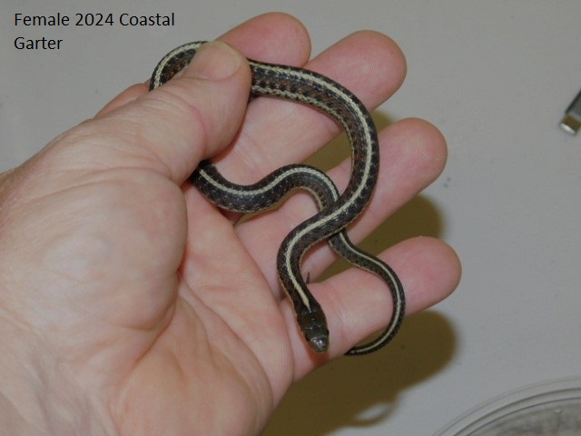 2024 Female Coastal Garter (1).JPG
