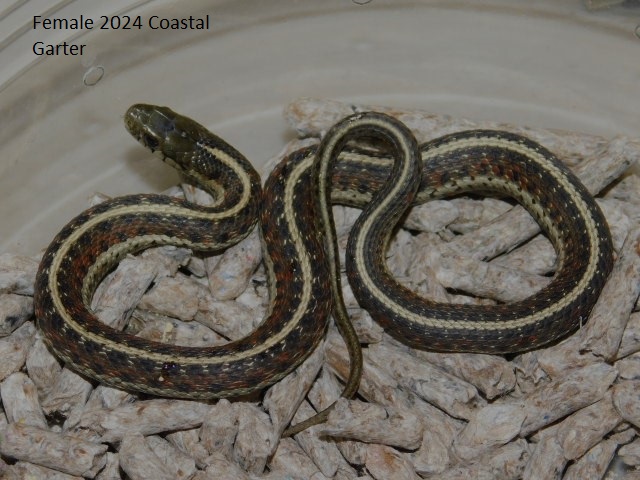 2024 Female Coastal Garter (2).JPG