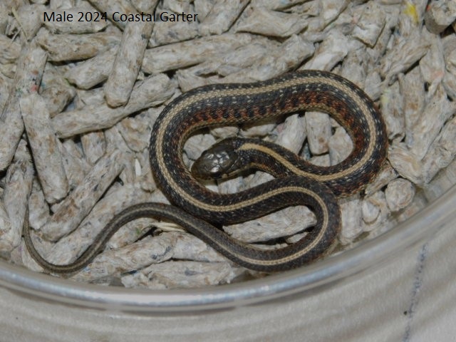 2024 Male Coastal Garter (3).JPG