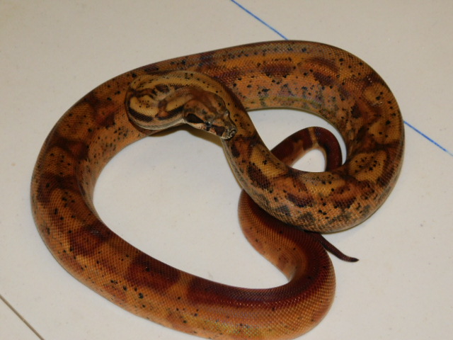 2024 Male Hypo Het RDR Black Eye Anery (1).JPG