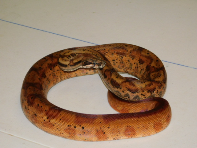 2024 Male Hypo Het RDR Black Eye Anery (2).JPG