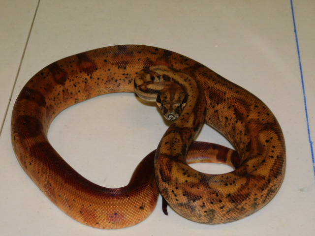 2024 Male Hypo Het RDR Black Eye Anery (3).JPG