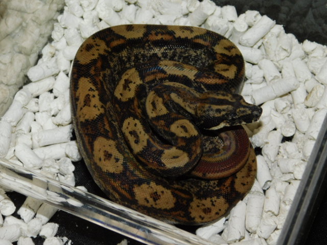 2025 Female IMG Hypo Motley Het RDR Black Eye Anery (2).JPG