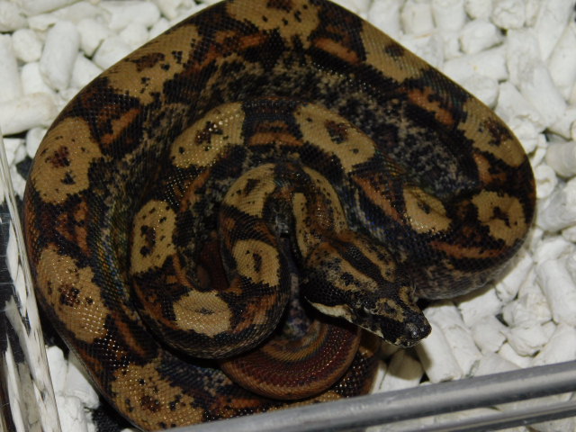 2025 Female IMG Hypo Motley Het RDR Black Eye Anery (3).JPG