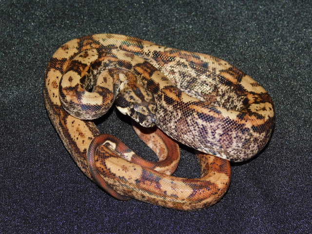 2025 Female IMG Hypo Motley Het RDR Black Eye Anery (4).JPG